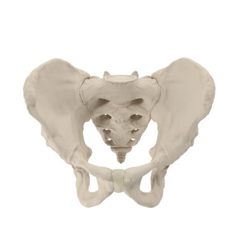 Male Pelvis Skeleton on white. 3D illustration