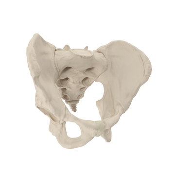 Male Pelvis Skeleton on white. 3D illustration