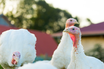 Puten auf dem Biohof