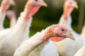 Puten auf dem Biohof