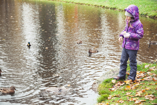 Little girl feeds ducks on lake in park