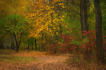 Autumn red-yellow landscape, sunny day in the grove, selective focus
