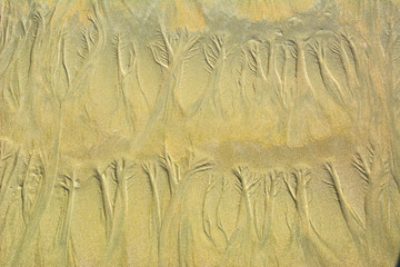Natural sand floral pattern on flat sandy beach during low tide