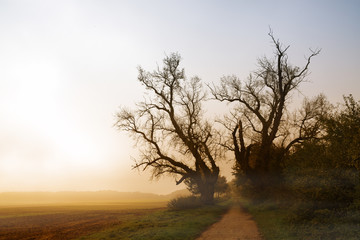 Fototapeta na wymiar two old poplar trees with bare branches at a path next to a field in the misty morning sunrise light,autumn landscape with copy space