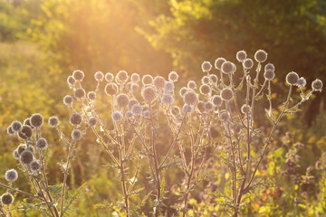 Echinops in the steppe. Photo at sunset, close-up. Beautiful highlights.