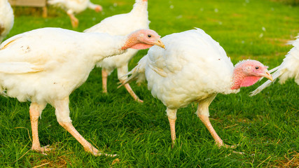 Puten auf dem Biohof