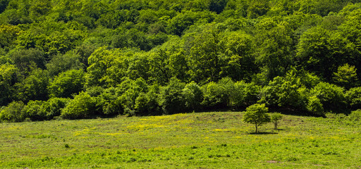 Green tree on green hill
