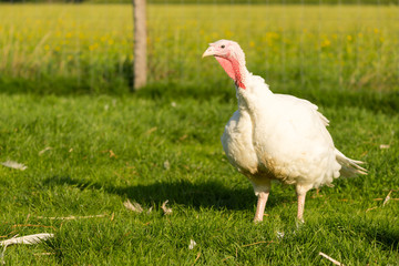 Puten auf dem Biohof