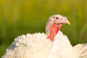 Puten auf dem Biohof