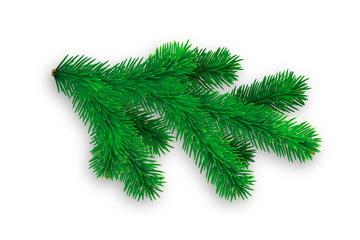 Branch of spruce with soft shadow on white background. Vector