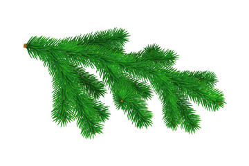 Spruce branch isolated on white background. Vector