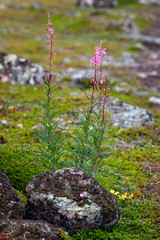 The vegetation of the tundra