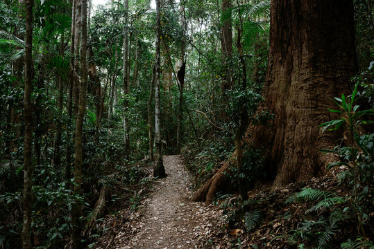 Australian bush
