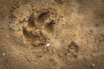 small and big dogs feet prints on a wet sand