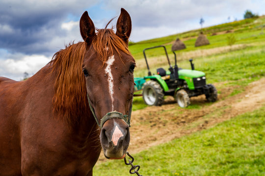The horse grazes on a mountain meadow
