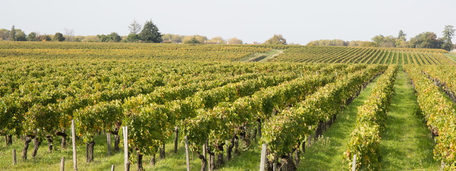 Fototapeta na wymiar Sunrise over grape wineyards in Bordeaux France, Europe