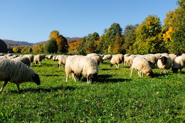 Obraz premium schafherde