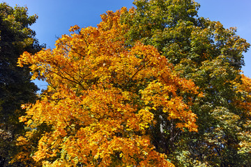 Autumn view with Yellow trees in South Park in city of Sofia, Bulgaria