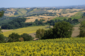 Summer landscape in Marches near Fossombrone