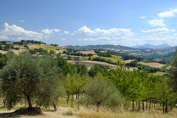 Fototapeta na wymiar Summer landscape in Marches near Fossombrone