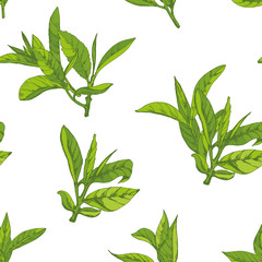 seamless pattern with herbs, vector illustration hand-drawn  leaves and branches of tea