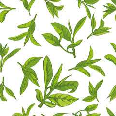 seamless pattern with herbs, vector illustration hand-drawn  leaves and branches of tea