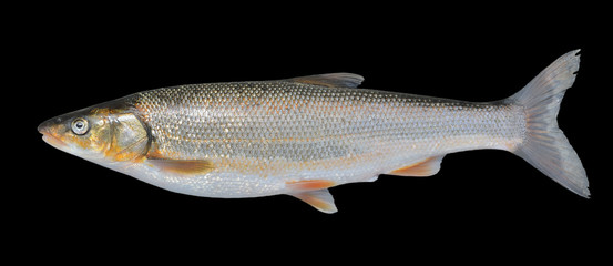 Fish (Leuciscus brandti) 9