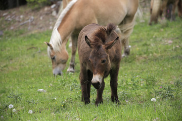 Esel von vorne auf Weide, Hafling, Südtirol, Italien, Europa