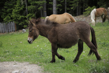 Fototapeta premium Brauner Esel auf Weide, Hafling, Südtirol, Italien, Europa
