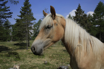 Haflinger Pferd, Portrait seitlich, Hafling, S&uuml;dtirol, Italien, Europa