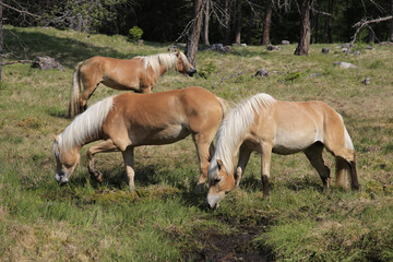 Haflinger Pferde auf Weide, Hafling, Südtirol, Italien, Europa