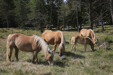 Haflinger Gruppe mit Fohlen auf Weide, Hafling, Südtirol, Italien, Europa