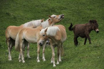 Obraz na płótnie Canvas Haflinger Pferde auf Weide, Hafling, Südtirol, Italien, Europa