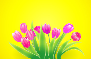 Poster for spring season with pink tulips on yellow backdrop. Vector illustration.