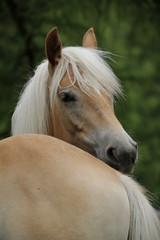 Haflinger Portrait seitlich, Hafling, S&uuml;dtirol, Italien, Europa