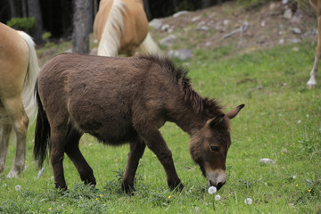 Brauner Esel auf Weide, Hafling, Südtirol, Italien, Europa