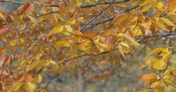 Season of beautiful autumn leaves. Nature background. (4k not edited video)