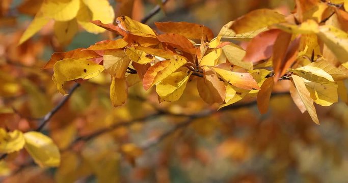 Season of beautiful autumn leaves. Nature background. (4k not edited video)