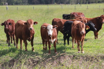 Fototapeta premium Cattle