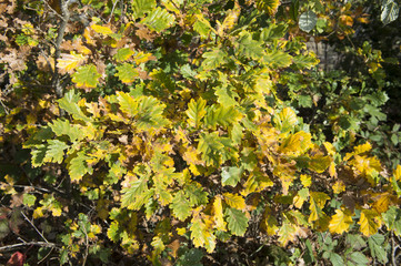 foret de severac le chateau automne