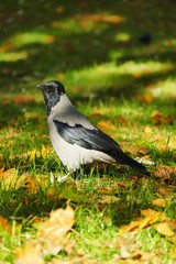 amazingg beauty bird in wild nature