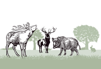 Hirsche und Wildschwein im Forst © scusi