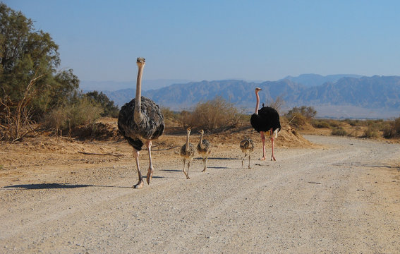 Family of African ostrich (Struthio camelus) with young chicks in nature reserve park, 35 km north of Eilat, Israel