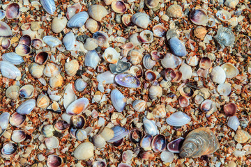 Texture of shells.