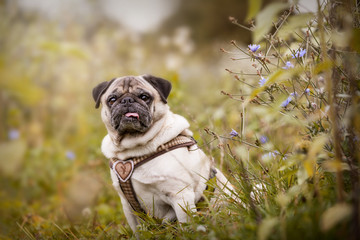 Fototapeta na wymiar Portrait of a Pug dog outdoors