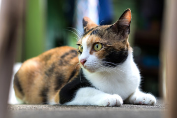 Close-up of three-colored cat staring side.