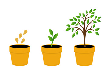 Phases plant growth. vector illustration tree with yellow leaves in the pot. Sprout in the ground. Flat style.