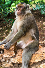 Barbary macaque