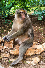 Naklejka na ściany i meble Barbary macaque