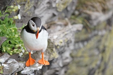 Papageitaucher / Puffin an den Klippen von Latrabjarg, Westfjorde / Island